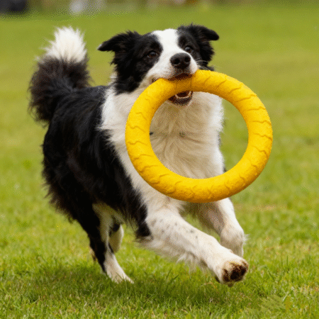 EVA Pet Toy Ball Dog Floating Training Dog Pull Ring Grinding Teeth Cleaning Pet Ball Rope Ball Toy