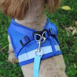 Dog harness (6)